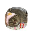 キジトラ・ビビ（個別スタンプ：3）