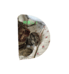 キジトラ・ビビ（個別スタンプ：4）