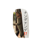 キジトラ・ビビ（個別スタンプ：5）