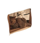 キジトラ・ビビ（個別スタンプ：6）