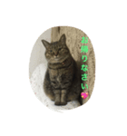 キジトラ・ビビ（個別スタンプ：8）