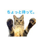 麦わら猫りん（個別スタンプ：1）