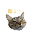 麦わら猫りん（個別スタンプ：2）