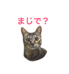 麦わら猫りん（個別スタンプ：3）