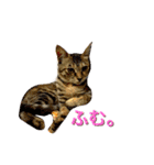 麦わら猫りん（個別スタンプ：4）