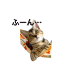 麦わら猫りん（個別スタンプ：5）