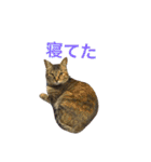 麦わら猫りん（個別スタンプ：7）