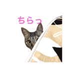 麦わら猫りん（個別スタンプ：8）