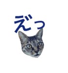 麦わら猫りん（個別スタンプ：9）