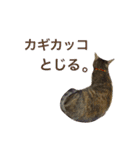 麦わら猫りん（個別スタンプ：10）