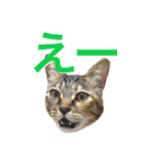 麦わら猫りん（個別スタンプ：11）