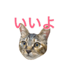 麦わら猫りん（個別スタンプ：12）