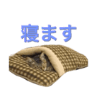 麦わら猫りん（個別スタンプ：13）