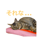 麦わら猫りん（個別スタンプ：14）