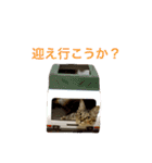 麦わら猫りん（個別スタンプ：15）