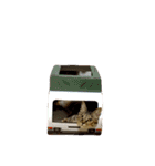 麦わら猫りん（個別スタンプ：16）