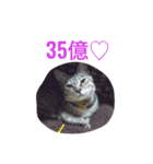 麦わら猫りん（個別スタンプ：17）