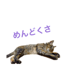 麦わら猫りん（個別スタンプ：18）