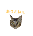 麦わら猫りん（個別スタンプ：19）