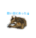 麦わら猫りん（個別スタンプ：20）