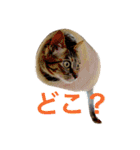 麦わら猫りん（個別スタンプ：21）