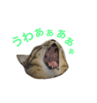 麦わら猫りん（個別スタンプ：22）