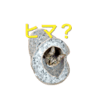 麦わら猫りん（個別スタンプ：23）