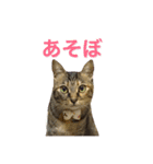 麦わら猫りん（個別スタンプ：24）