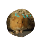 Chunky Monkey Baby（個別スタンプ：7）