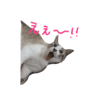 ブランの休日（個別スタンプ：2）