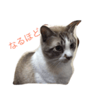 ブランの休日（個別スタンプ：16）