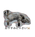 うちの猫たちと犬（個別スタンプ：1）