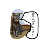 うちの猫たちと犬（個別スタンプ：2）