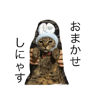 うちの猫たちと犬（個別スタンプ：3）