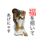 うちの猫たちと犬（個別スタンプ：4）