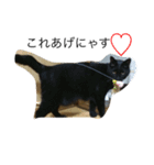 うちの猫たちと犬（個別スタンプ：5）