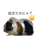 うちの猫たちと犬（個別スタンプ：8）