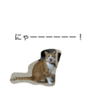 うちの猫たちと犬（個別スタンプ：9）