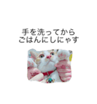 うちの猫たちと犬（個別スタンプ：10）