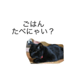 うちの猫たちと犬（個別スタンプ：12）