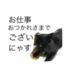 うちの猫たちと犬（個別スタンプ：13）