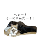 うちの猫たちと犬（個別スタンプ：14）