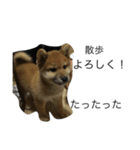 うちの猫たちと犬（個別スタンプ：16）