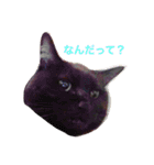 meow！meow！！meow！！！（個別スタンプ：1）