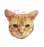 meow！meow！！meow！！！（個別スタンプ：2）