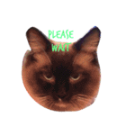 meow！meow！！meow！！！（個別スタンプ：3）