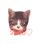 meow！meow！！meow！！！（個別スタンプ：4）