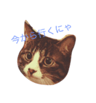meow！meow！！meow！！！（個別スタンプ：5）