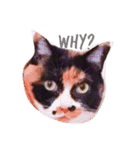 meow！meow！！meow！！！（個別スタンプ：6）