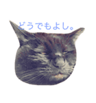 meow！meow！！meow！！！（個別スタンプ：7）
